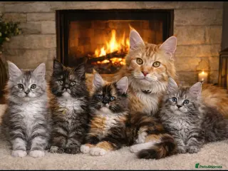 Maine Coon cats 😻😻😻 2 fluffy Maine Coon kittens left 😻😻😻 - Advert 5