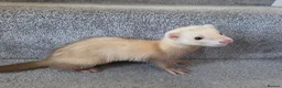 Ferret rodents for sale: 2 jills for sale 8 and 10 weeks old - Advert 5
