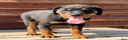 Rottweiler dogs for sale: Rottweiler pups £1250 - Advert 23