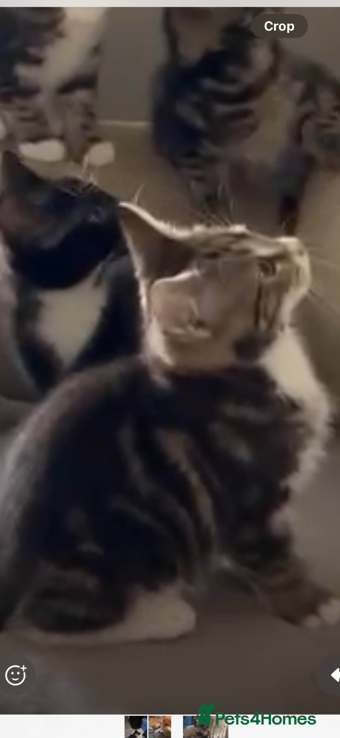 Mixed Breed cats Gorgeous kittens - Advert 2