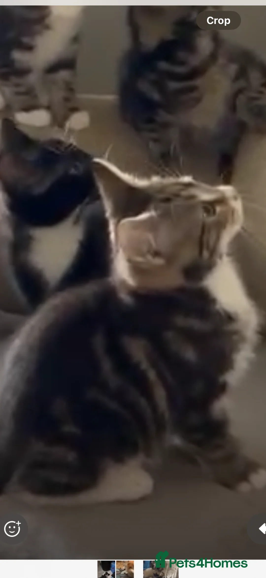 Mixed Breed cats for sale: Gorgeous kittens in Sandy - Advert 1