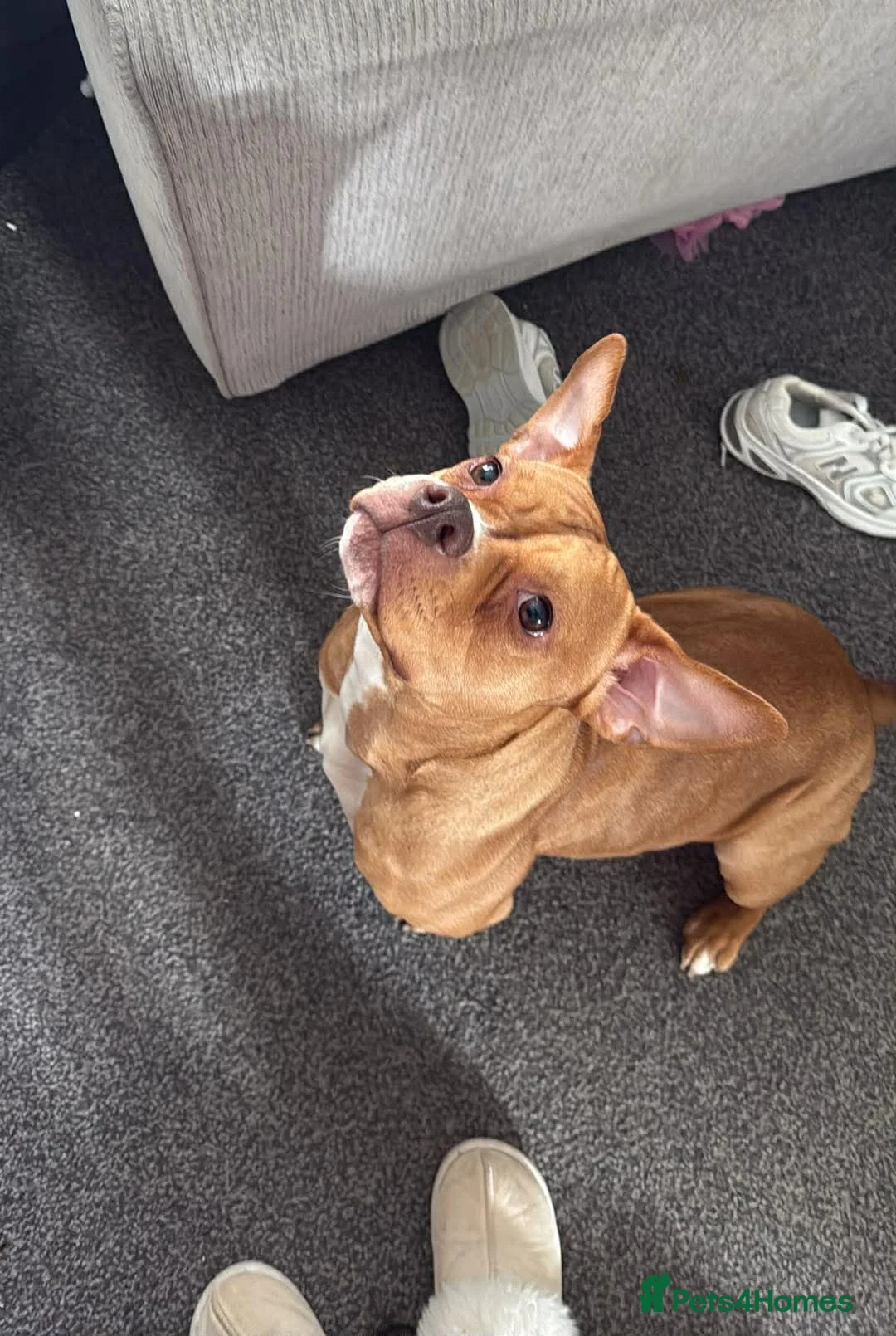 Staffordshire Bull Terrier dogs for sale: Amber - Advert 1
