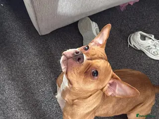 Staffordshire Bull Terrier dogs Amber - Advert 1