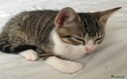 Mixed Breed cats for sale: Beautiful little kitten  - Image 2