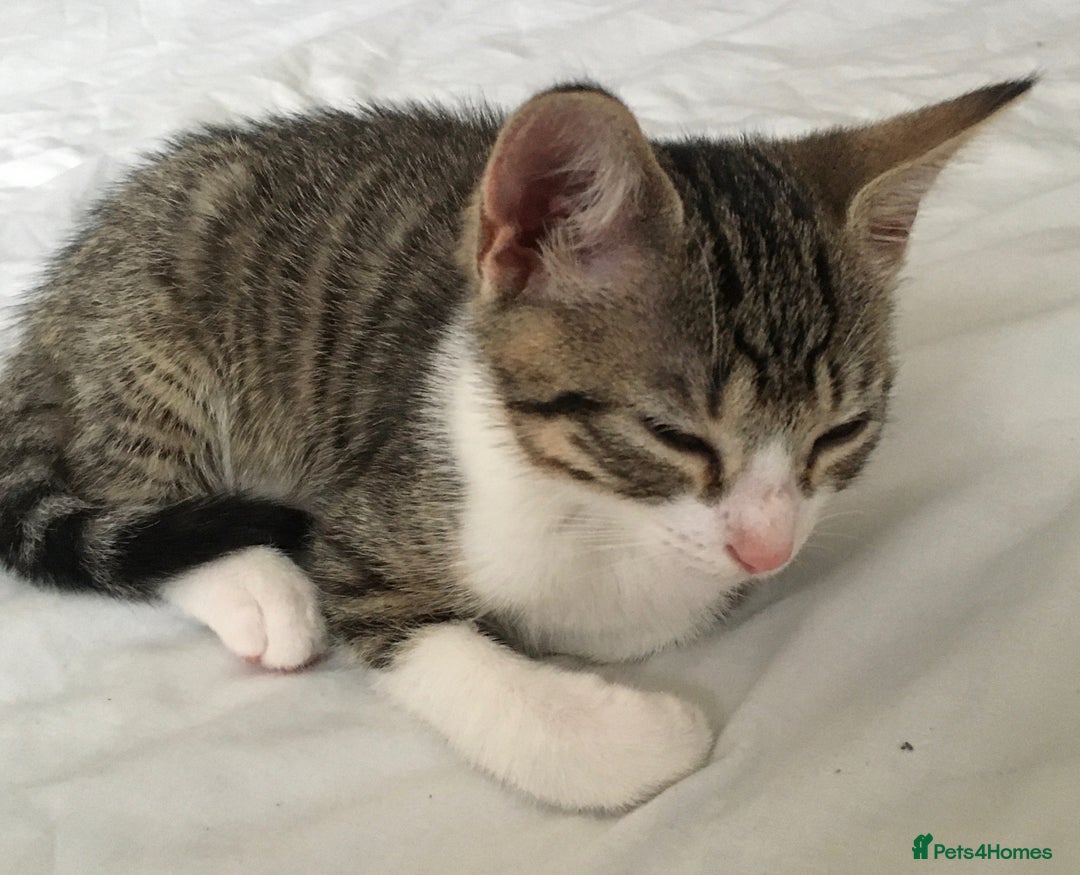 Mixed Breed cats for sale: Beautiful little kitten  - Image 2