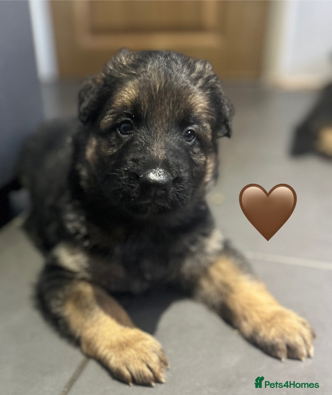 German Shepherd dogs for sale: Kc registered long haired GSD Puppy - Advert 20