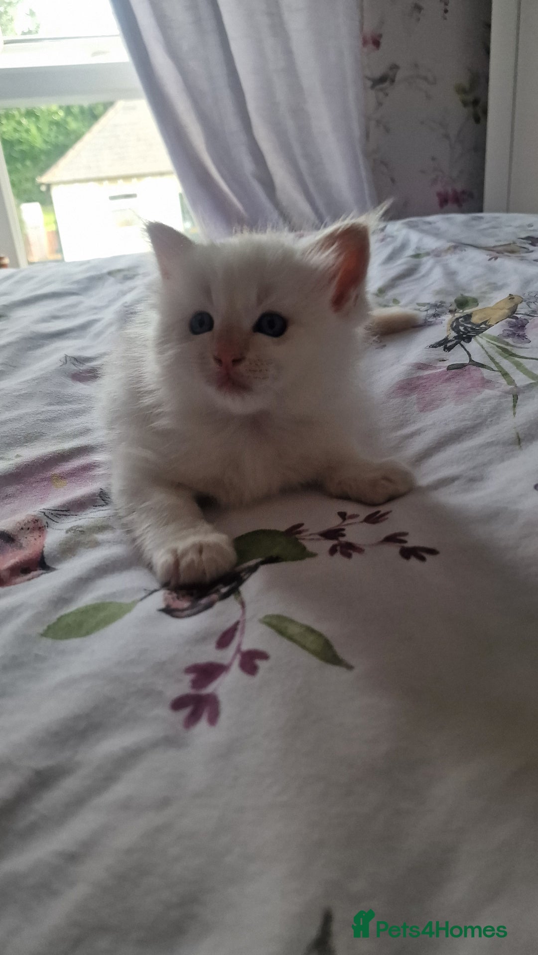 Ragdoll cats for sale: Gorgeous Ragdoll kittens , Ready now. - Image 6