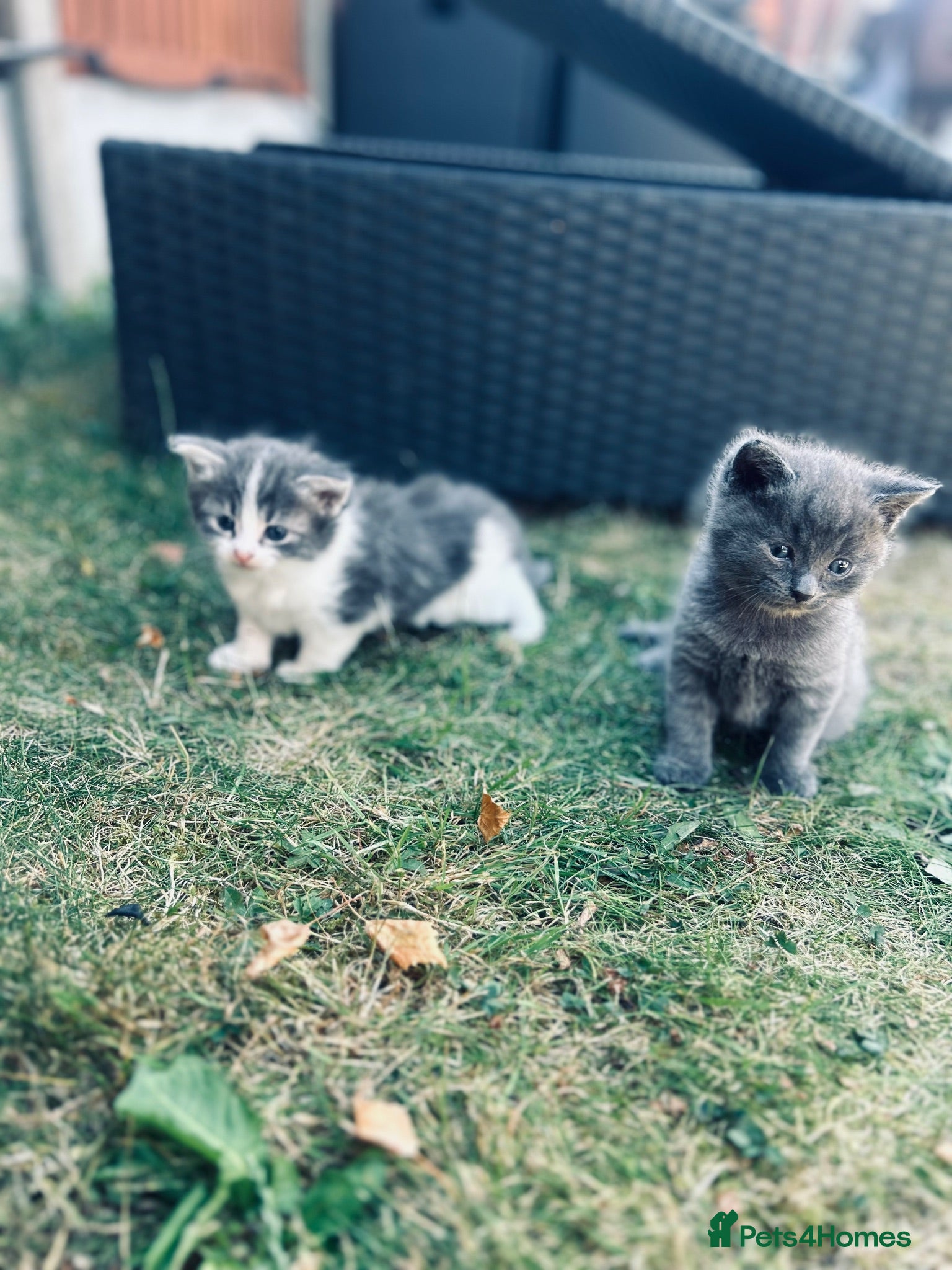 Russian Blue cats Russian blue male kitten for sale  - Advert 9