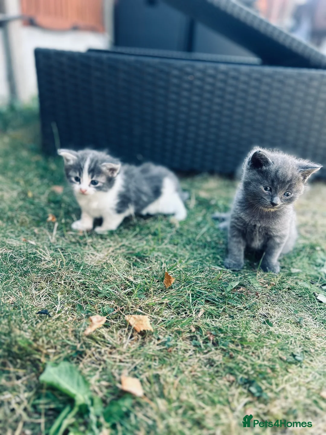 Russian Blue cats for sale: Russian blue male kitten for sale  in Chelmsford - Advert 2