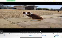 Border Collie dogs for sale: Border collie puppies for sale!!!❤️ - Image 19