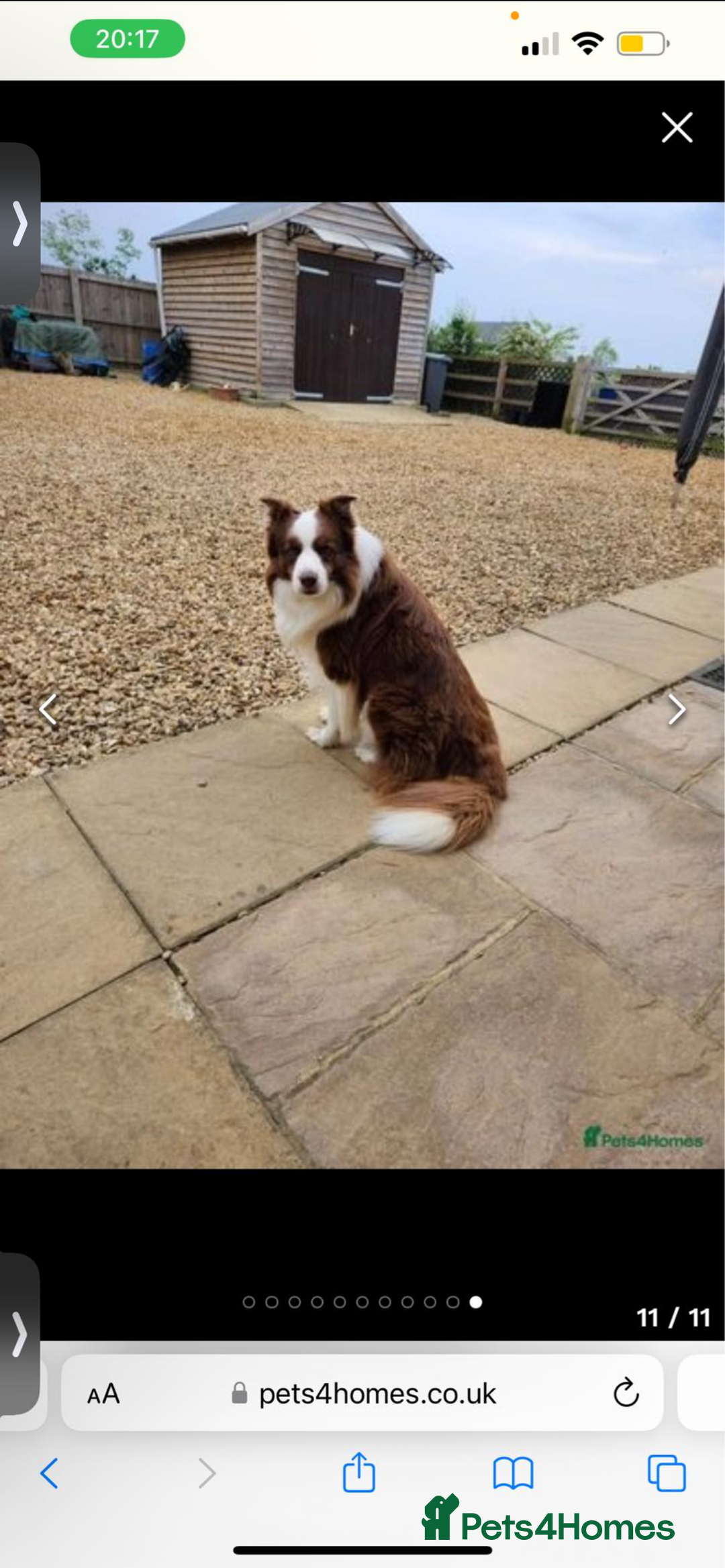 Border Collie dogs for sale: Border collie puppies for sale!!!❤️ - Image 19