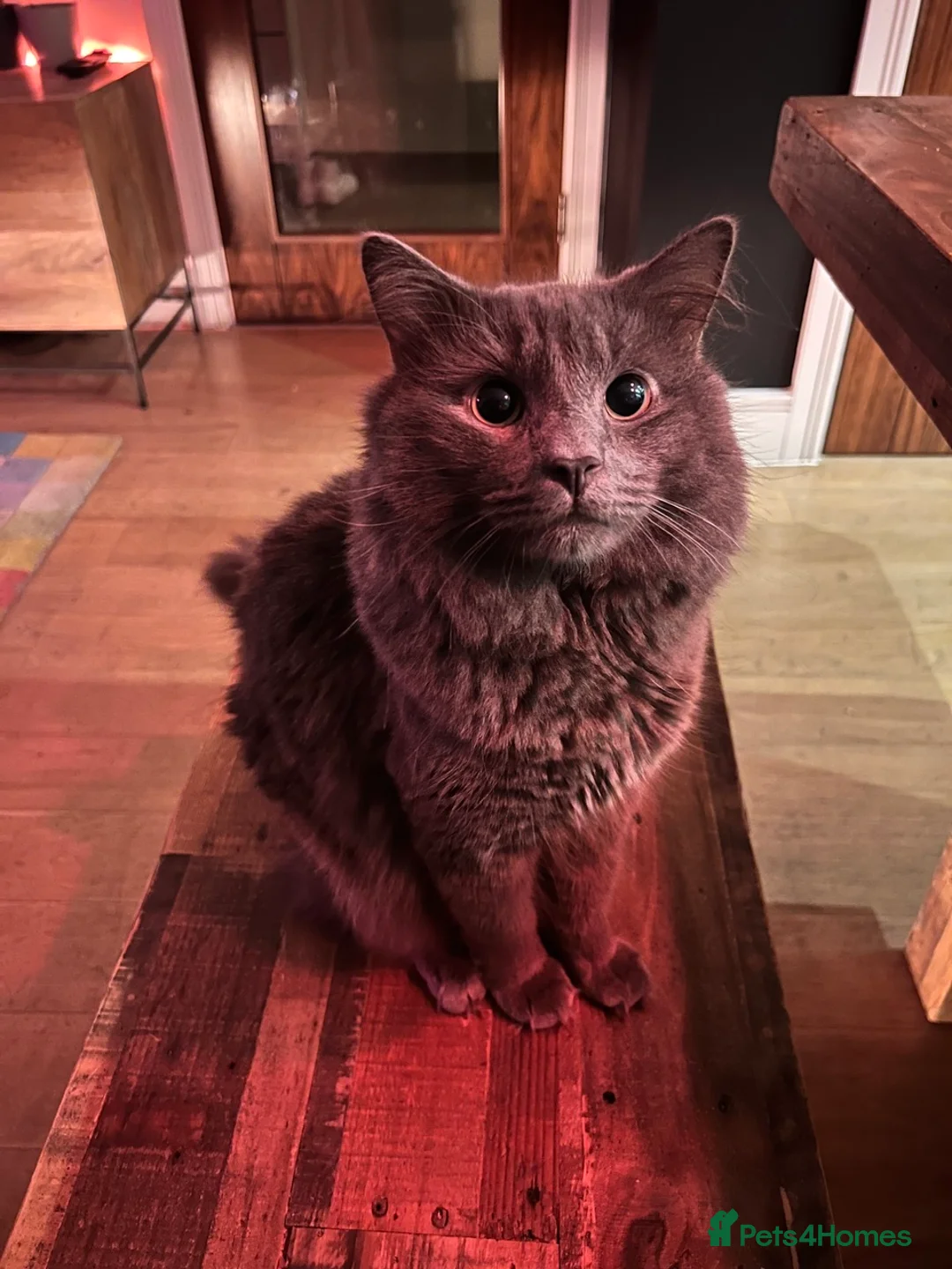 Nebelung cats for sale: Rare Nebelung male cat in London - Advert 2