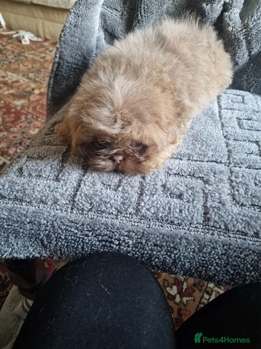 Shih Tzu dogs for sale: Beautiful shitzu puppies  - Advert 2