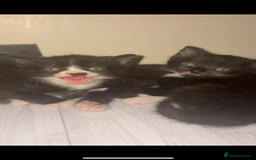 Mixed Breed cats for sale: Cute kittens need loving home - Image 6