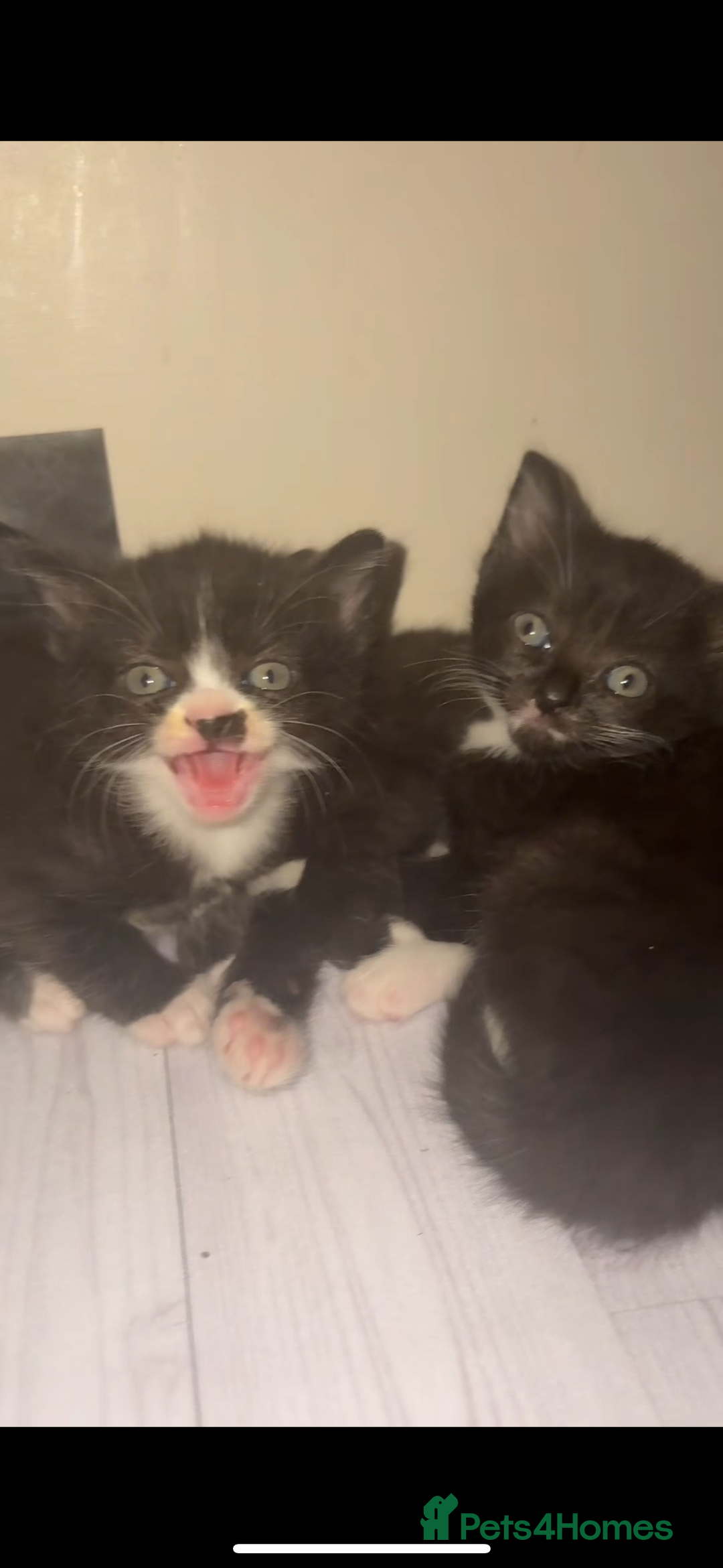 Mixed Breed cats for sale: Cute kittens need loving home - Image 6