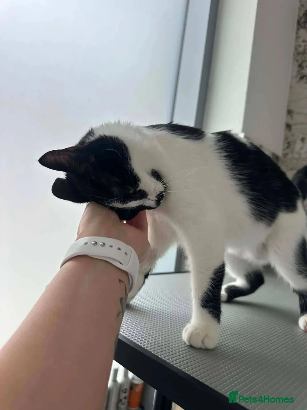 Mixed Breed cats for adoption: Sweet Milla looking for her home - Advert 2