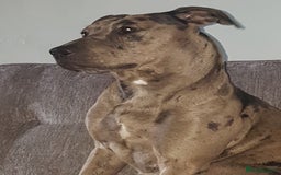 Mixed Breed dogs for sale: Lurcher - Image 2
