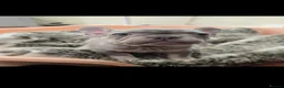 French Bulldog dogs for sale: French Fur Babies - Advert 9