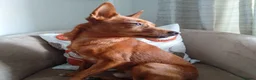 Mixed Breed dogs for adoption: Rusty - Foster or Forever home wanted! - Advert 15