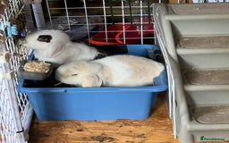 Mini Lop rabbits for sale: Minilops male and female  - Advert 4