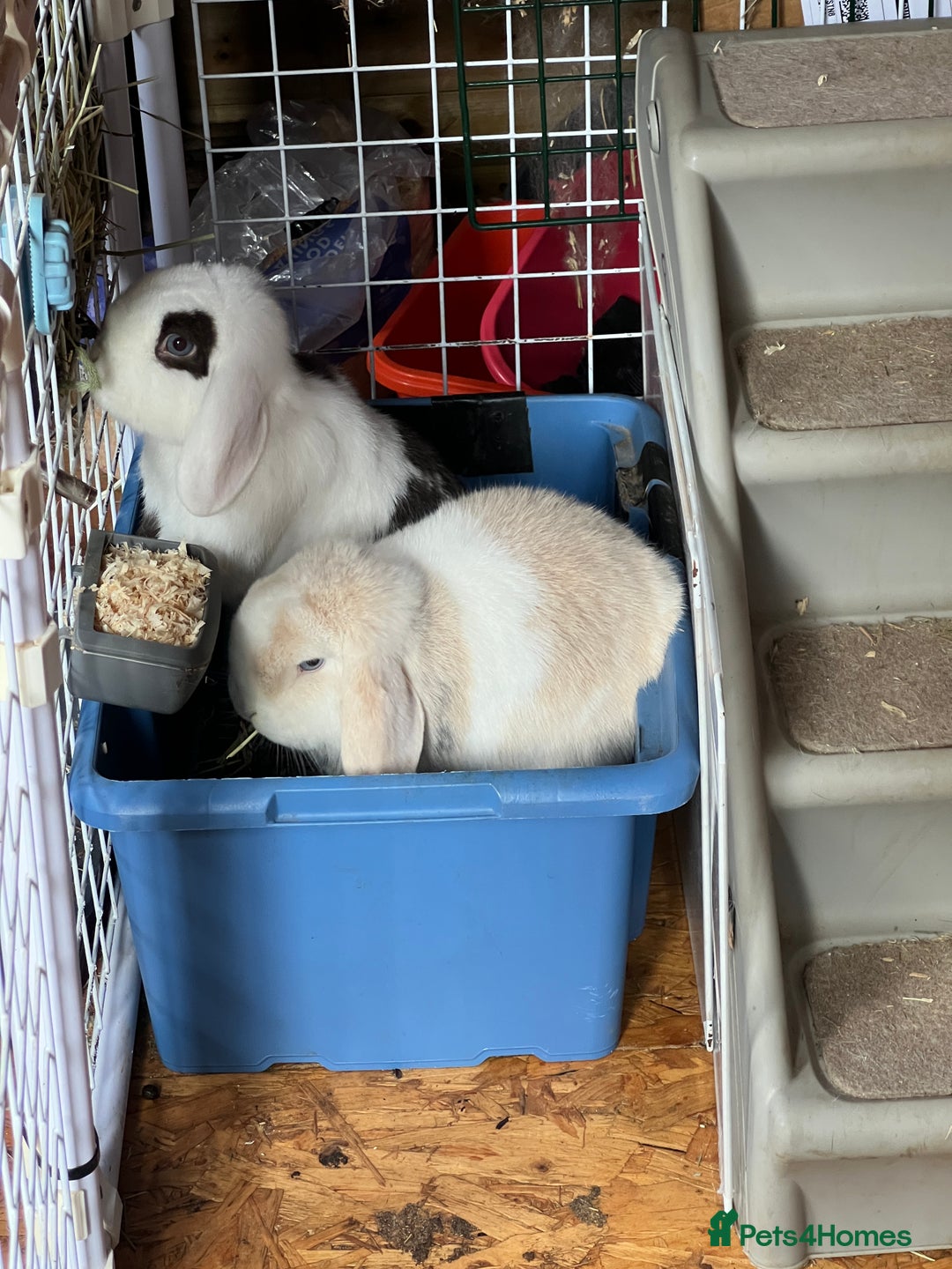 Mini Lop rabbits for sale: Minilops male and female  - Advert 4