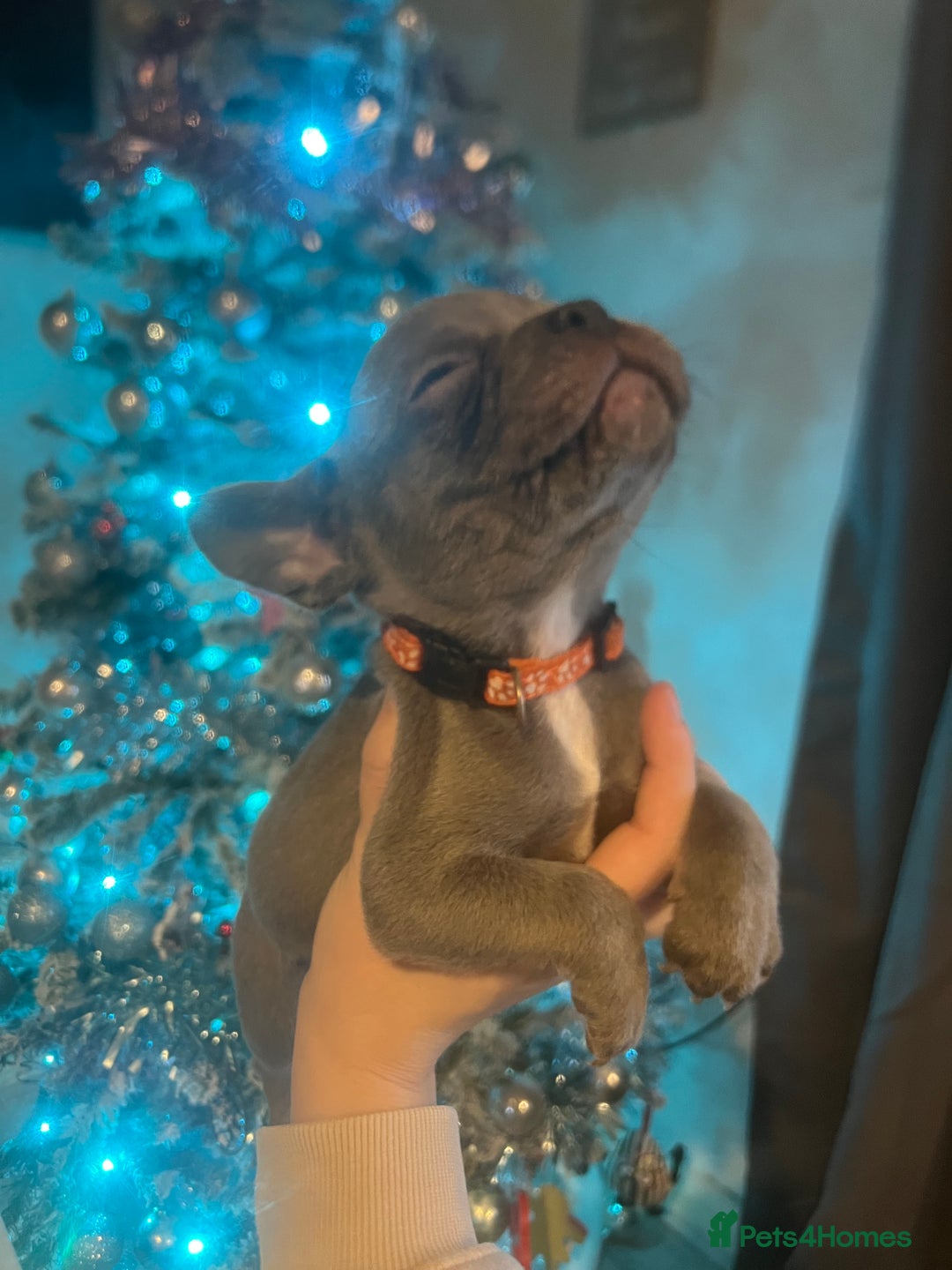 French Bulldog dogs for sale: French bulldog puppies - Advert 13