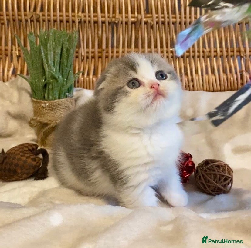 Scottish Fold cats 🧸😻CHAMPION LINE TICA ACTIVE SCOTTISH/BSH😻🧸 - Advert 16