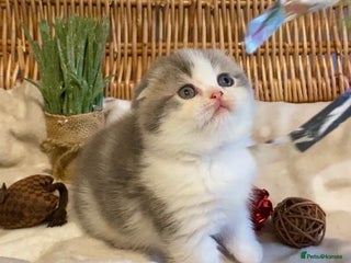 Scottish Fold cats 🧸😻CHAMPION LINE TICA ACTIVE SCOTTISH/BSH😻🧸 - Advert 16