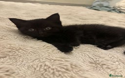 British Shorthair cats for sale: 2 female black tabby kittens  - Image 4