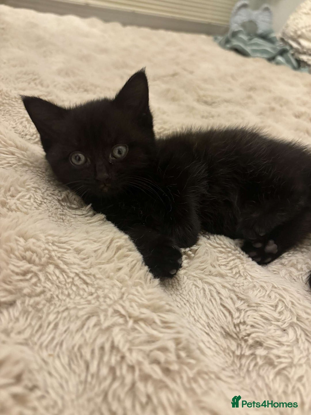 British Shorthair cats for sale: 2 female black tabby kittens  - Image 4