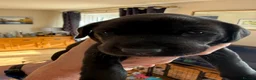 Labrador Retriever dogs for sale: Two Black KC Reg Labrador bitches from litter  in Yelverton - Advert 28