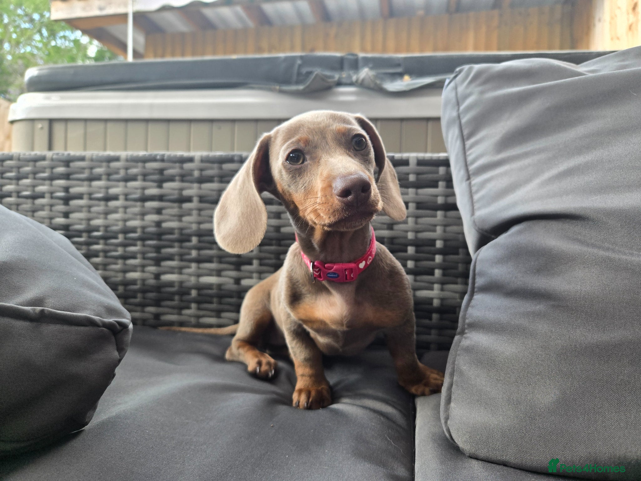 Miniature Dachshund dogs 1 little mini girl left 🥰 *Reduced* - Advert 1
