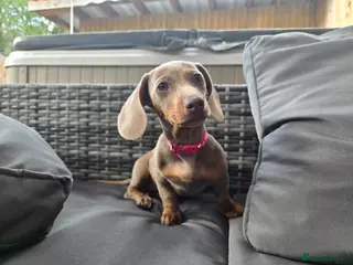 Miniature Dachshund dogs 1 little mini girl left 🥰 *Reduced* - Advert 1