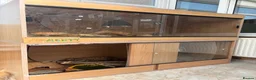 Python Snake reptiles for sale: 2 royal pythons and full set up in Eastbourne - Advert 7