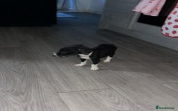 Lurcher dogs for sale: Lurcher pups  - Image 9