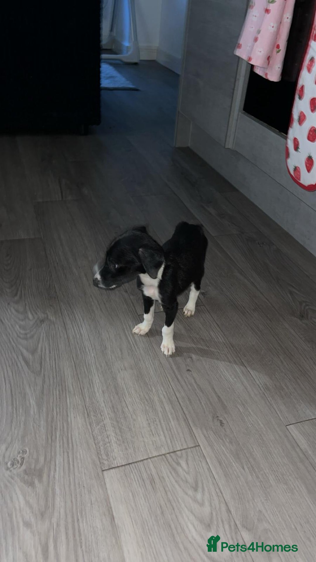 Lurcher dogs for sale: Lurcher pups  - Image 9