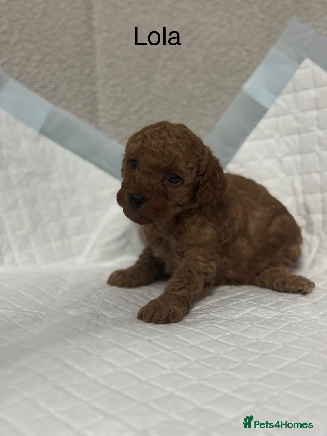 Toy Poodle dogs for sale: Toy poodle  - Advert 12