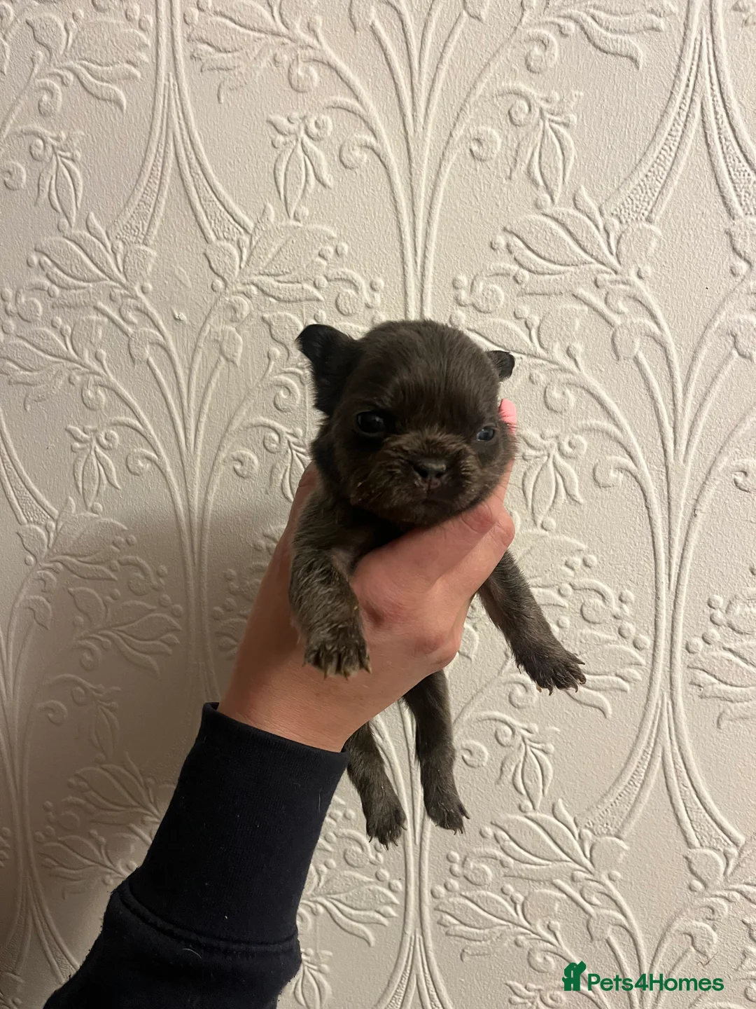 French Bulldog dogs for sale: Beautiful french bulldog - Advert 2