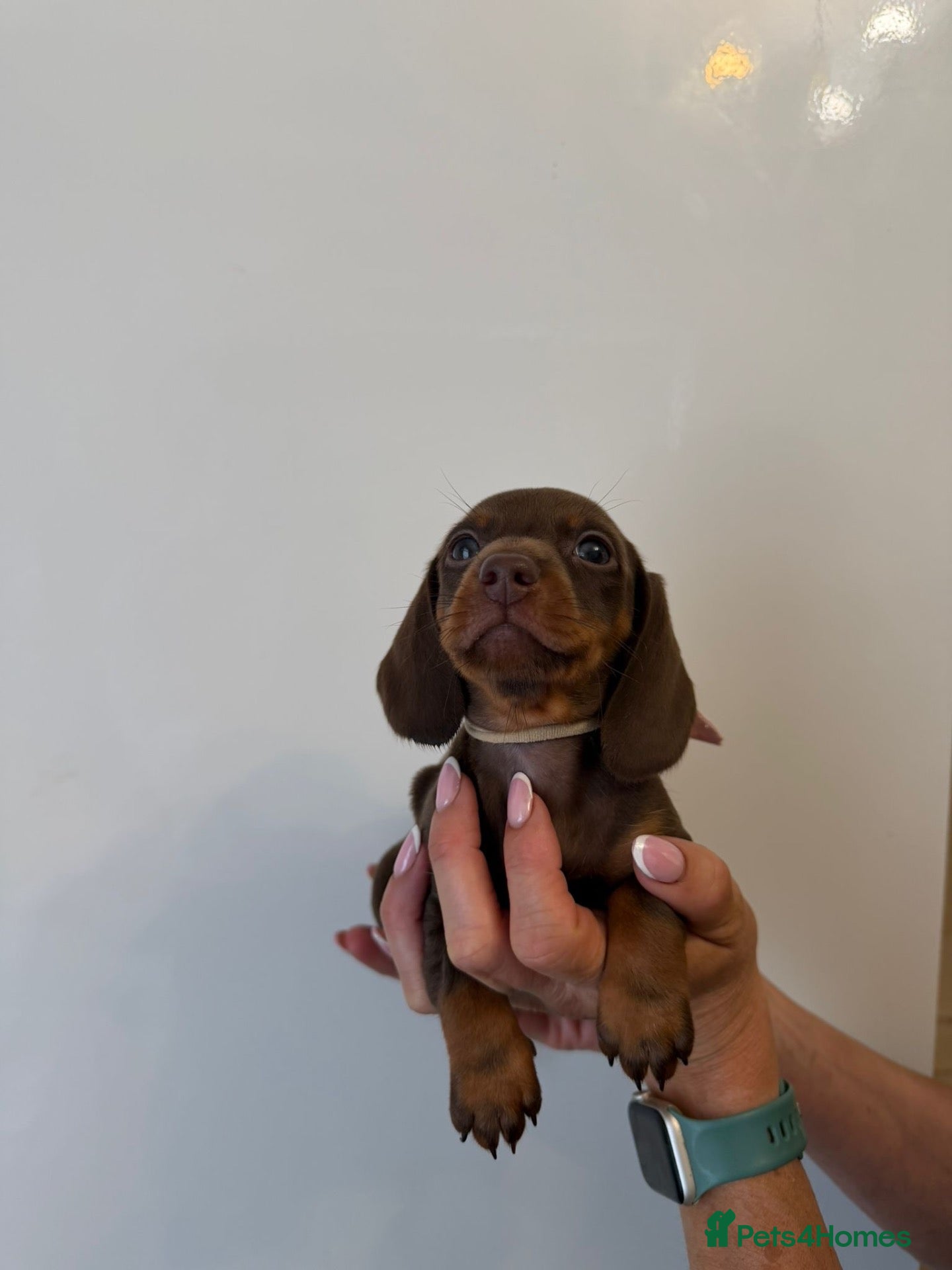 Miniature Dachshund dogs 🤩3 stunning miniature dachshund 🤩 - Advert 6