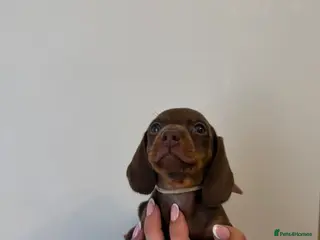 Miniature Dachshund dogs 🤩3 stunning miniature dachshund 🤩 - Advert 6