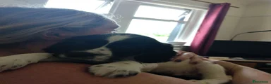 Murphy