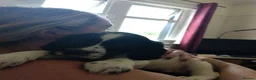 Sprocker dogs for sale: Gorgeous Sprocker Spaniel Puppies! - Advert 22