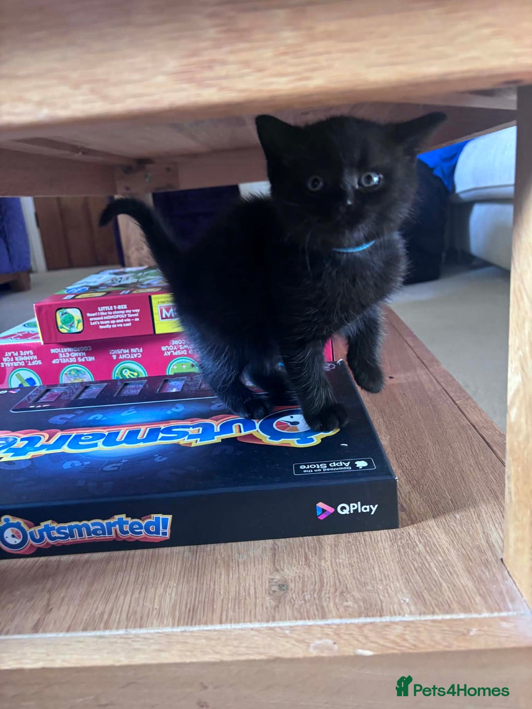 British Shorthair cats for sale: 4x British Shorthair Cross Kittens - Advert 5