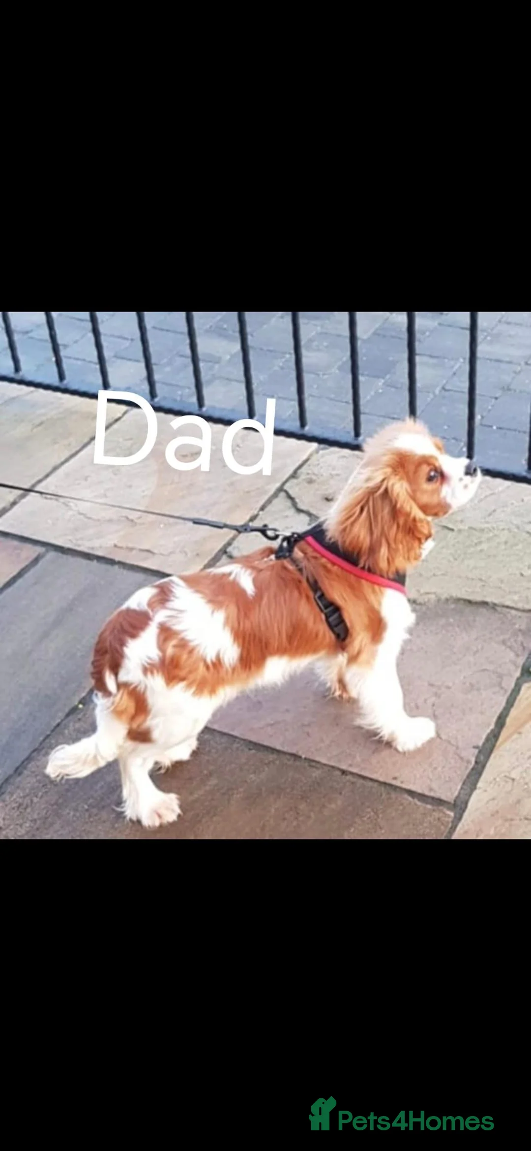 Cavalier King Charles Spaniel dogs for sale: Health tested kc reg Cavaliers - Advert 22