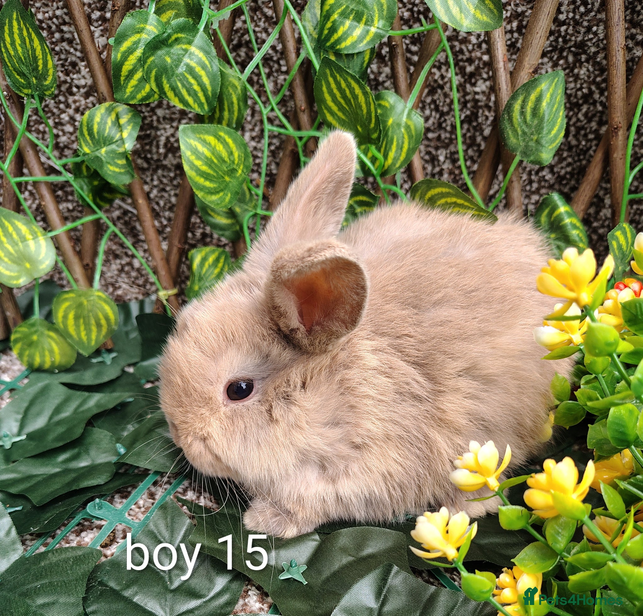 Mini Lop rabbits Mini lop babies - Advert 23