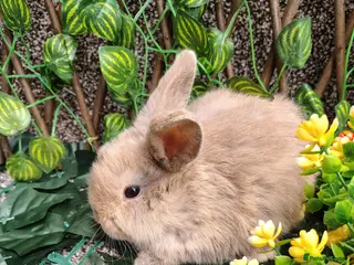 Mini Lop rabbits Mini lop babies - Advert 23
