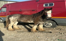 Irish Cob horses for sale: Blagdon cob - Image 7