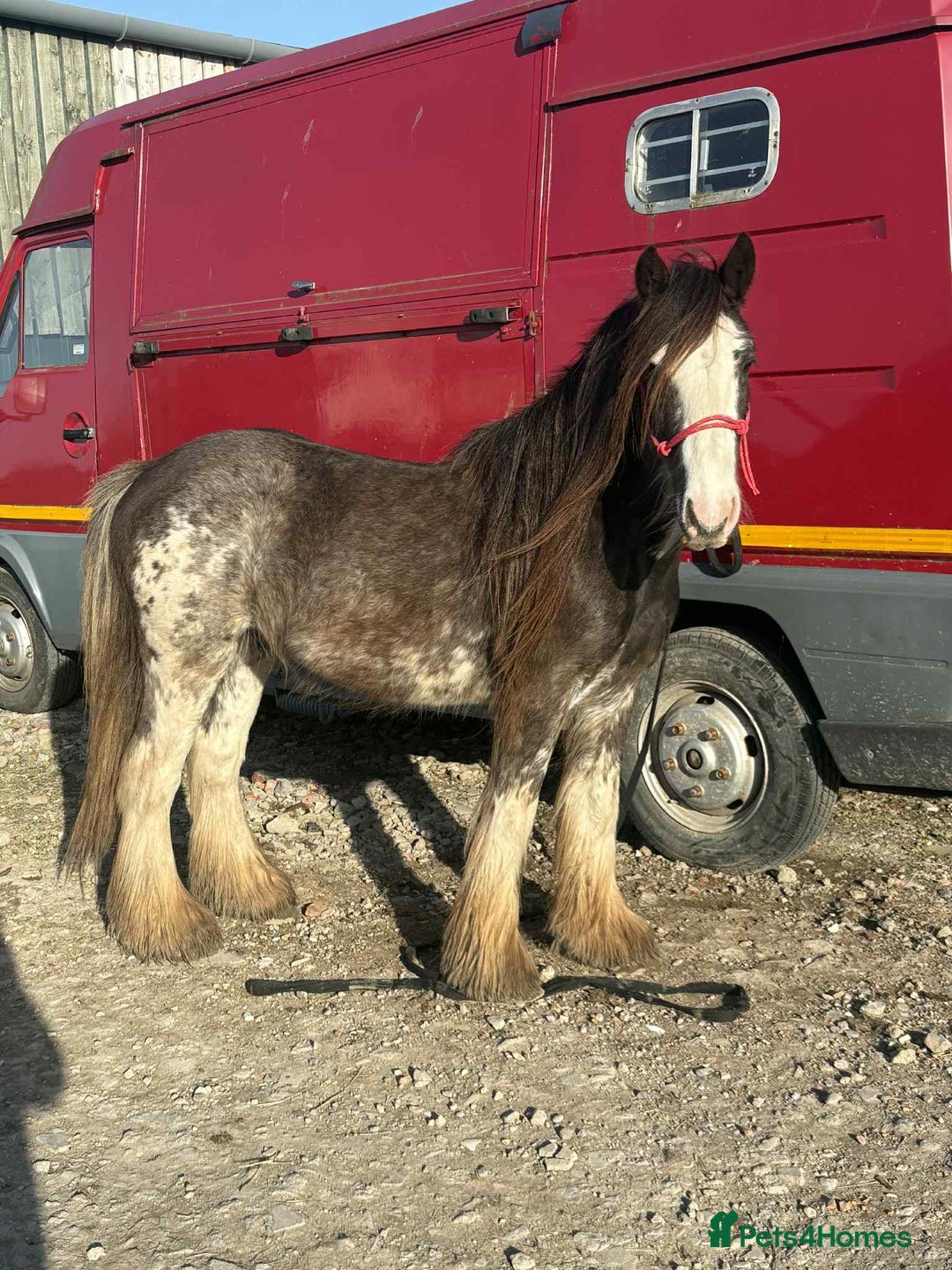 Irish Cob horses for sale: Blagdon cob - Image 7