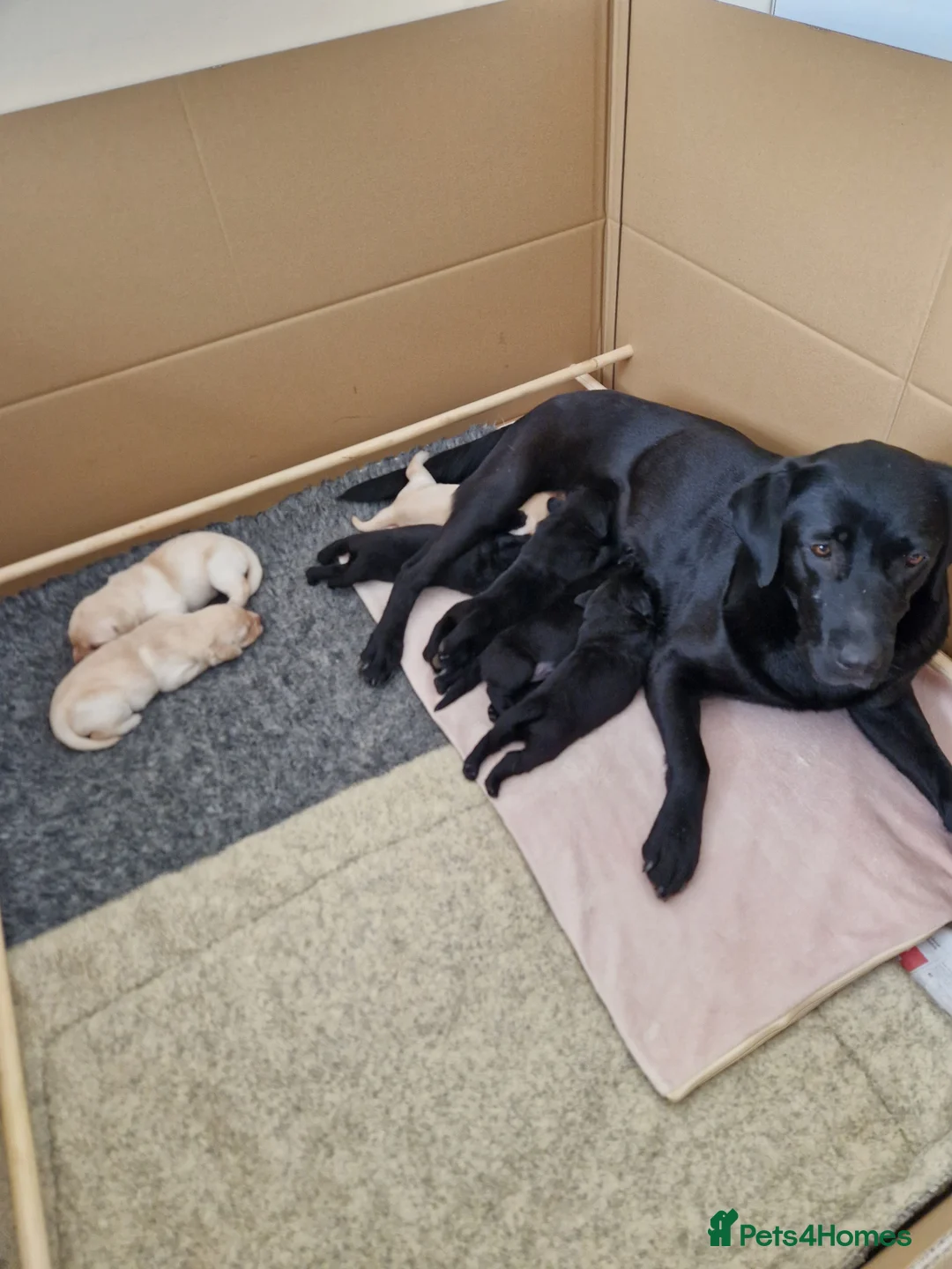 Labrador Retriever dogs for sale: Beautifully bred black girl pups - Advert 3
