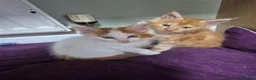 Maine Coon cats for sale: Maine coon kittens  - Advert 5